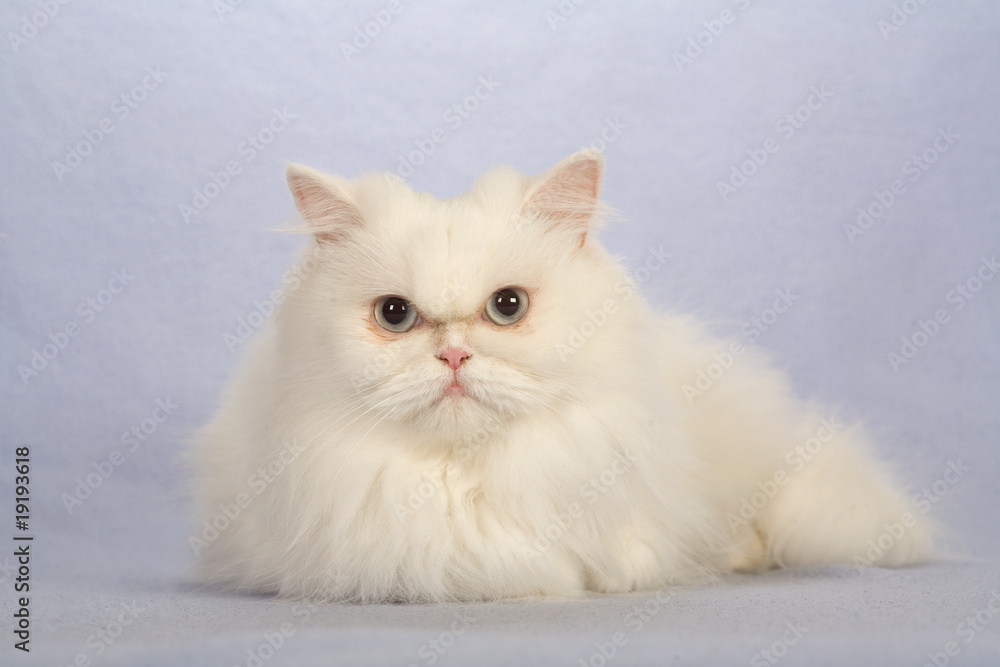 white kitten isolated on brown background