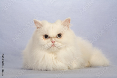 white kitten isolated on brown background