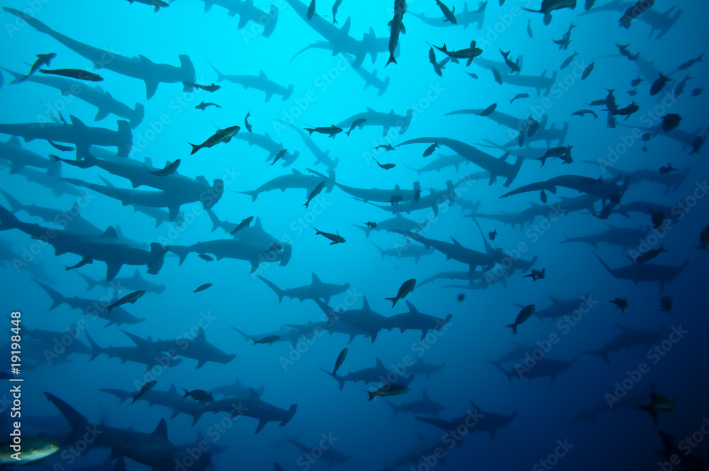 Fototapeta premium rekin młot w ławicy na Galapagos