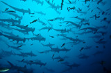 requin marteau en banc, Galapagos