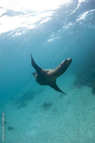 Phoque, Galapagos © Brandelet Didier