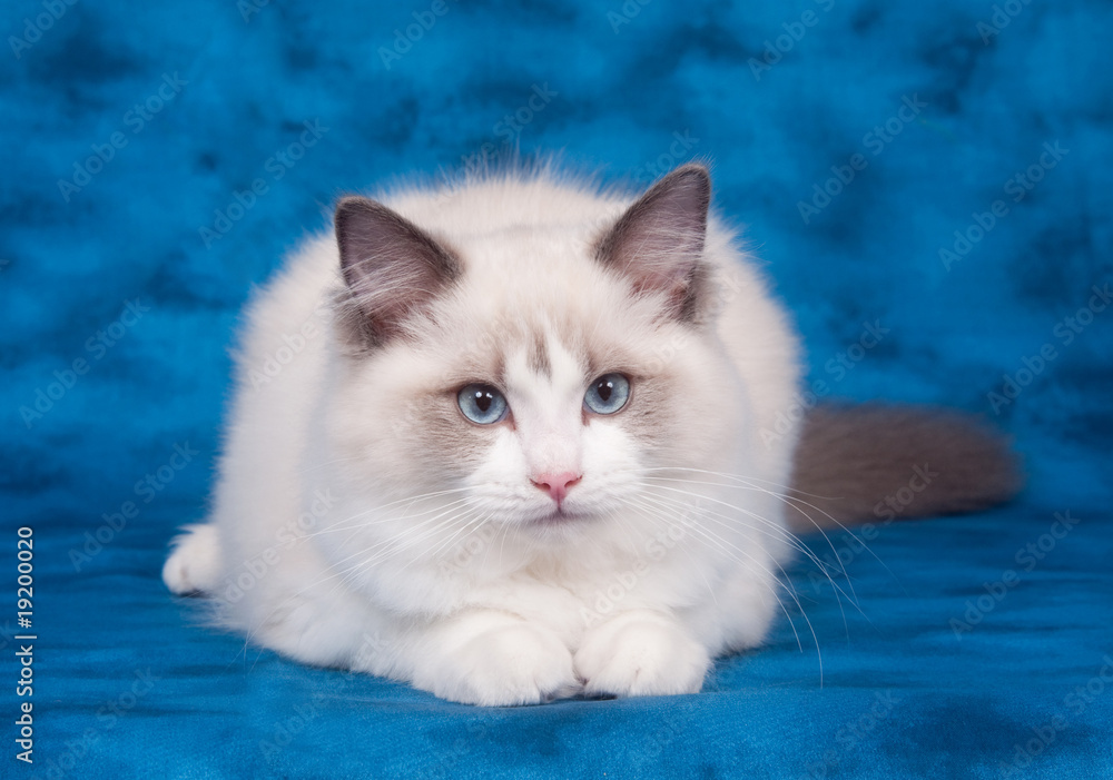 Ragdoll cat on blue