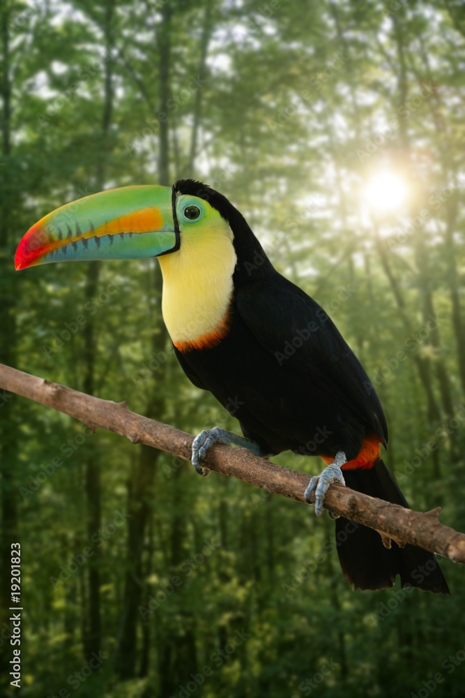 Obraz premium Kee billed Toucan bird colorful