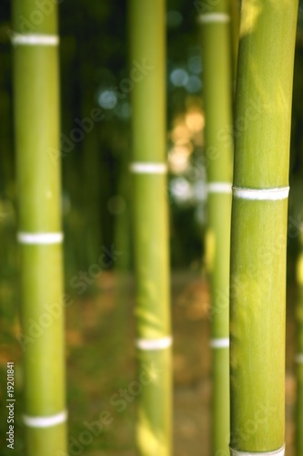Bamboo cane green plantation