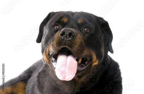 grosse t  te de Rottweiler