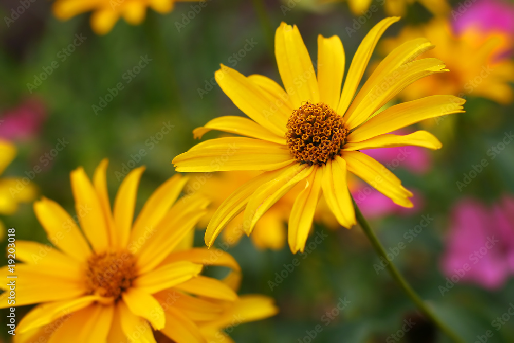 Camomile Camomile