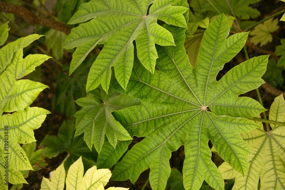 Aralia papirifera leaves details Araliaceae from China Aralia papirifera leaves details Araliaceae from China