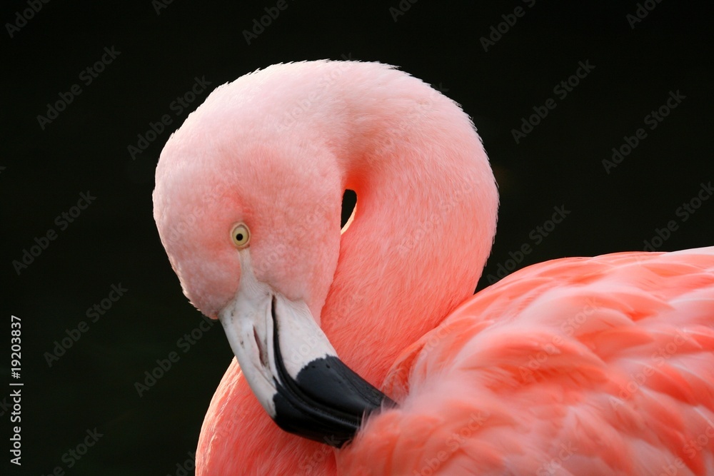 Fototapeta premium Flamingo