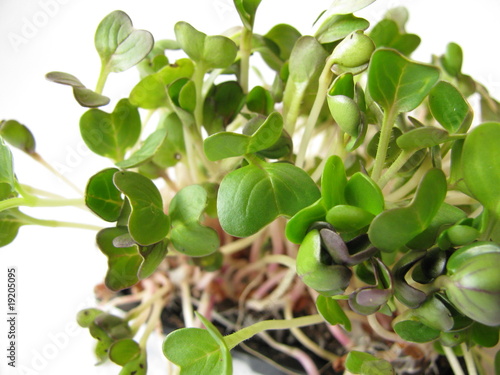 Wallpaper Mural Radieschensprossen Torontodigital.ca