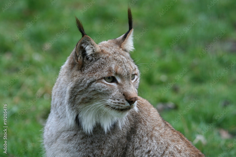 Luchsportrait