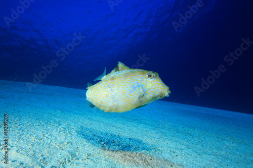 Thornback Boxfish (Tetrasomus gibbosus)