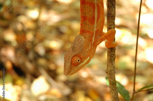 cameleon de madagascar