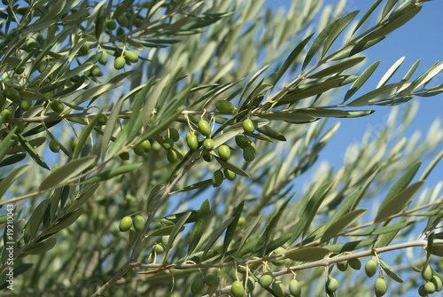 olives vertes