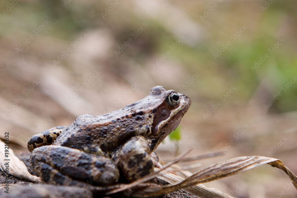 Fototapeta premium Common Frog