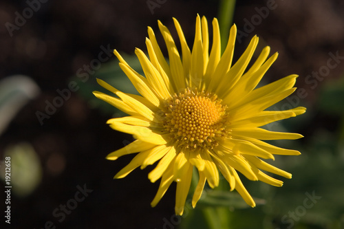 Doronicum grandiflorum