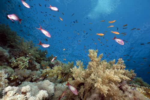 Fototapeta Naklejka Na Ścianę i Meble -  Ocean,coral and fish