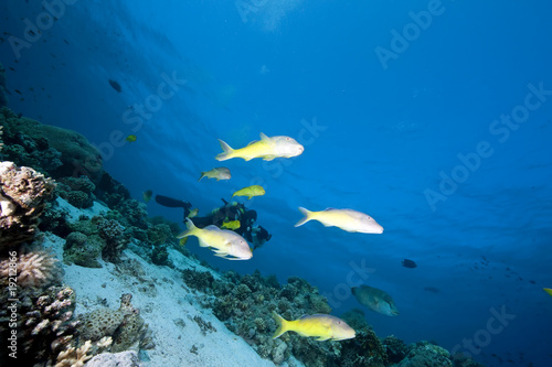 Fototapeta Naklejka Na Ścianę i Meble -  Ocean,coral and fish