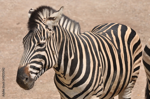 Zebra  zhh