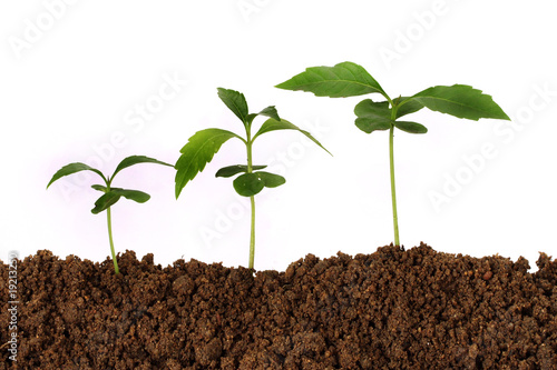 Plant growing stages-New life