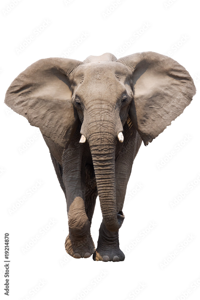 Fototapeta premium Elephant isolated
