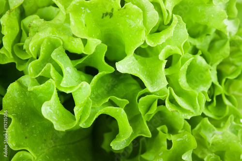 Fresh green Lettuce salad