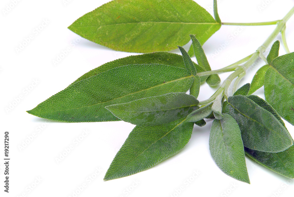 Salbeiblatt - sage leaf 08 Salbeiblatt - sage leaf 08
