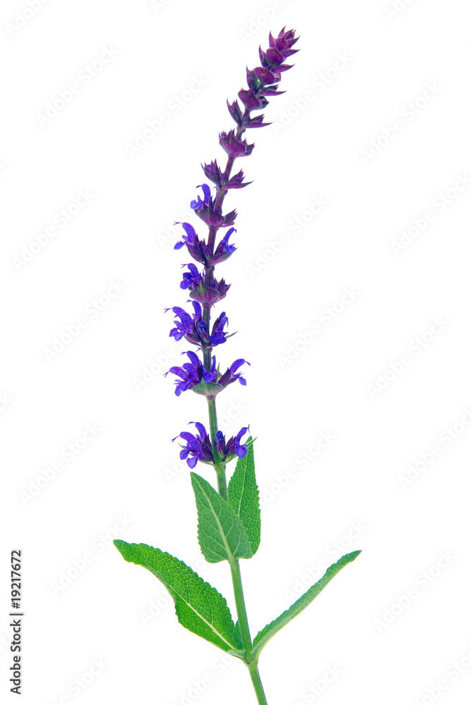 Obraz premium Salbeiblüte freigestellt - sage flower isolated 10