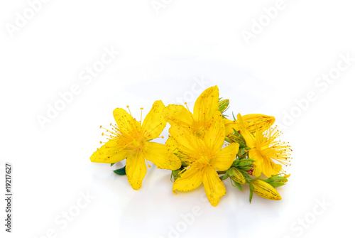 Johanniskraut feigestellt - St Johns wort isolated 01