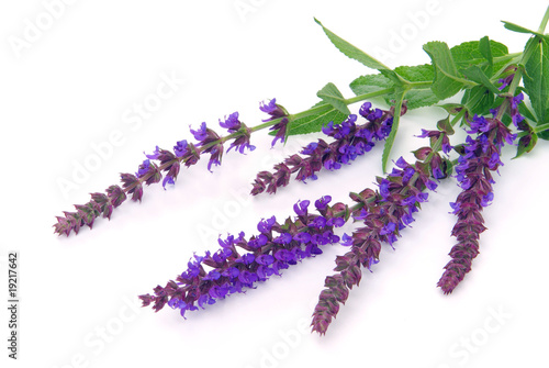 Salbeibl  te freigestellt - sage flower isolated 03