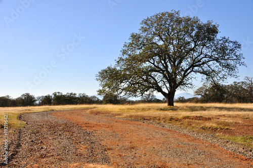 Lone oak tree in california
