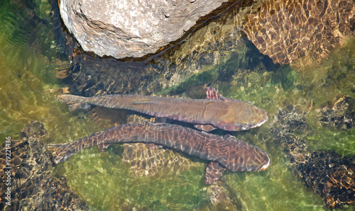 Bild auf Leinwand Two spawning salmon taking a break from their migration