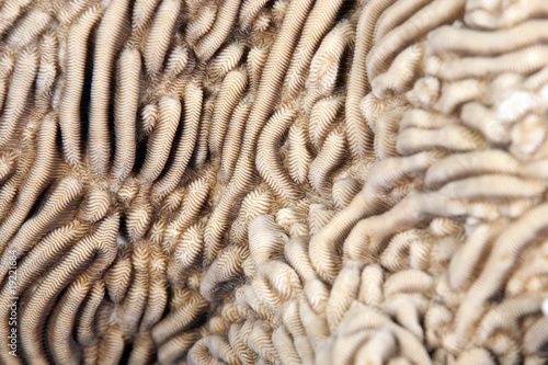 detail of a leaf coral