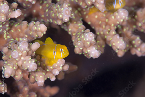 citron coral goby photo