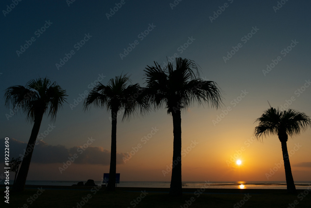 Obraz premium 夕日と椰子の木