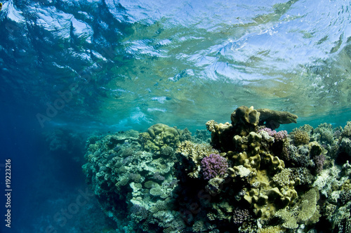 paysage sous marin et vagues, mer Rouge, Egypte © Brandelet Didier