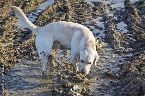 Labrador