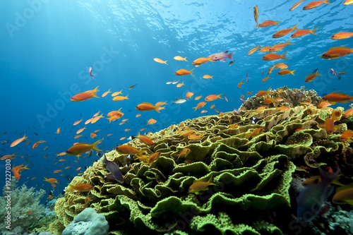 ocean  coral and fish