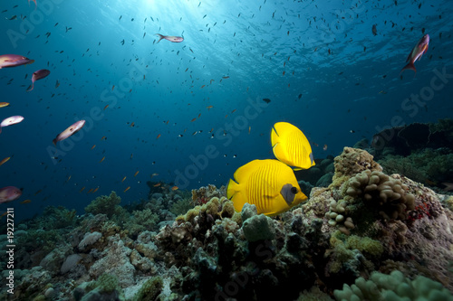 butterflyfish, ocean and coral