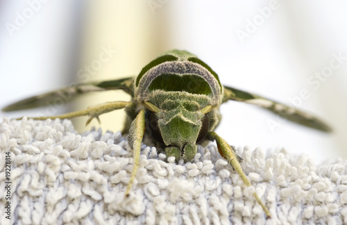 Egyptian hawkmoth photo