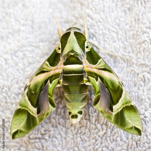 Egyptian hawkmoth photo