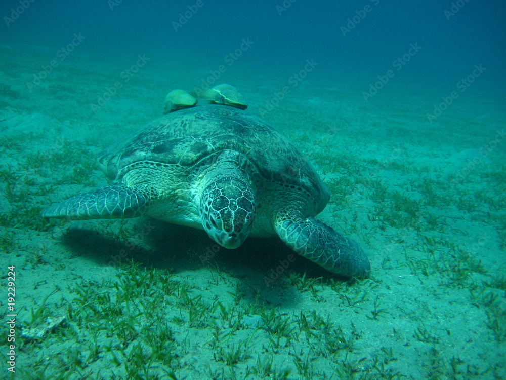 Naklejka premium Meeresschildkröte