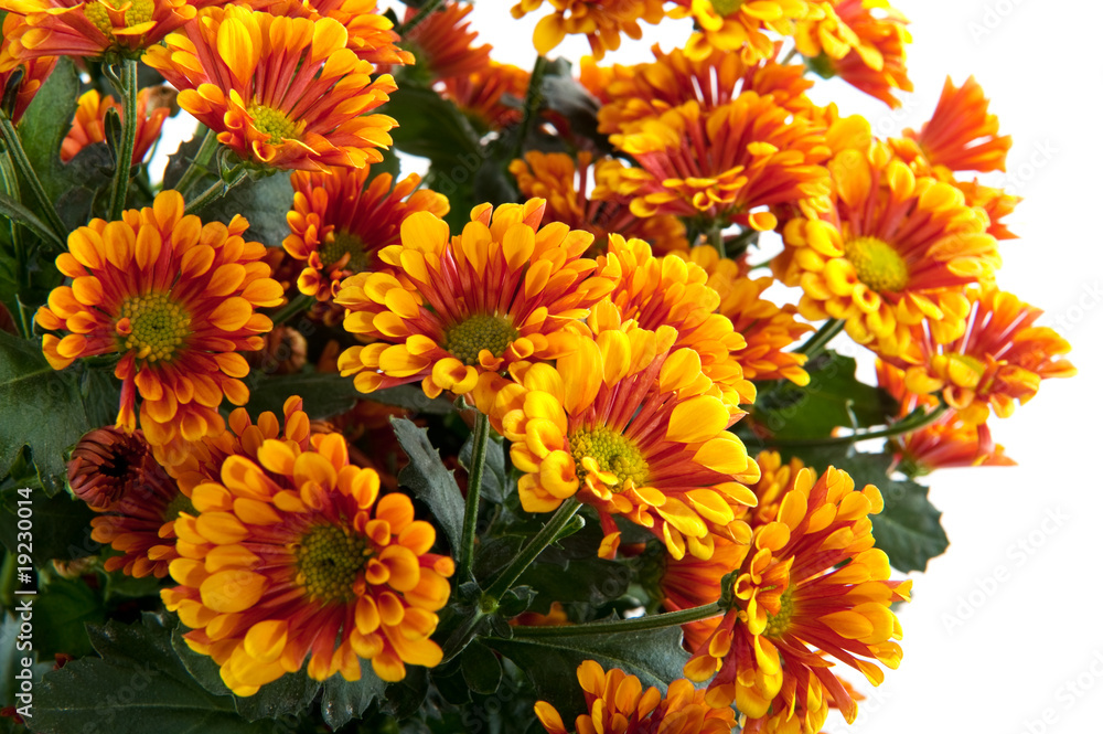 Florists daisy Florists daisy