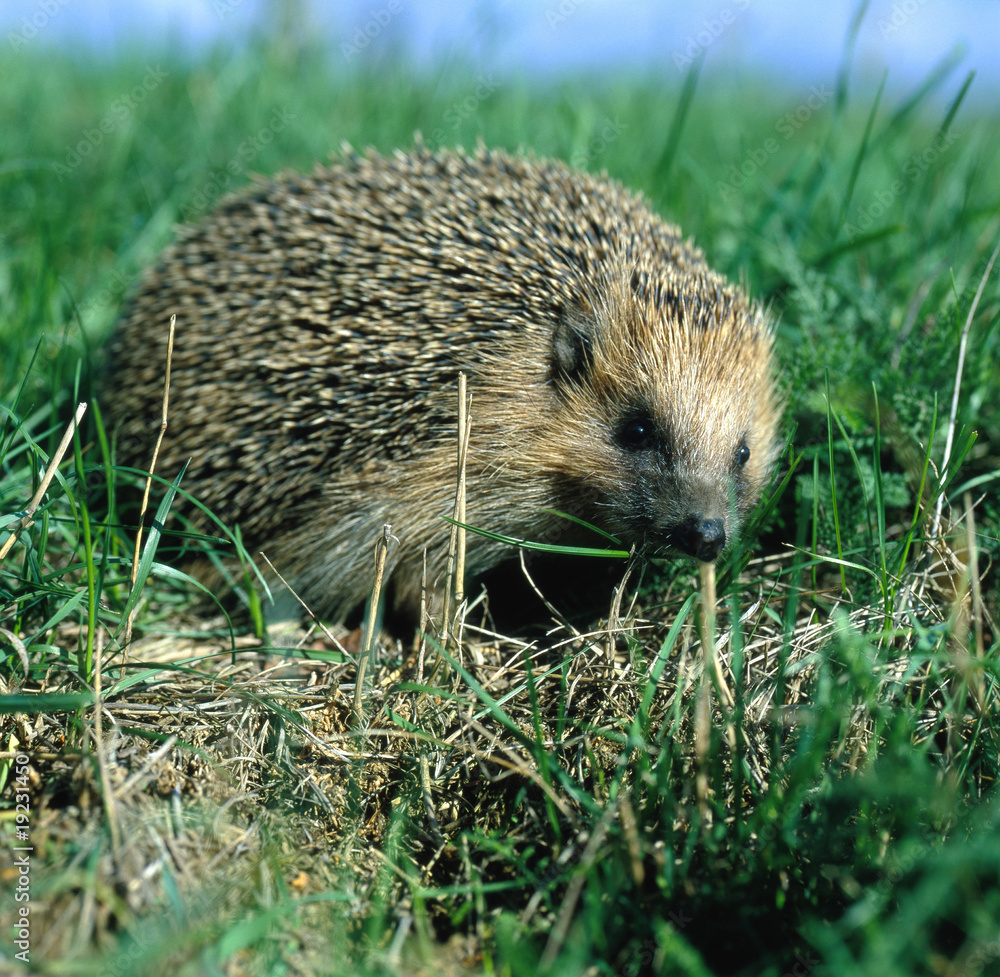 Igel_115631 Igel_115631