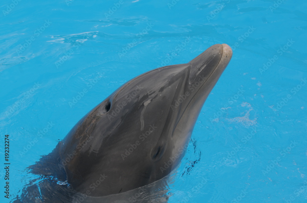 Obraz premium Delfin