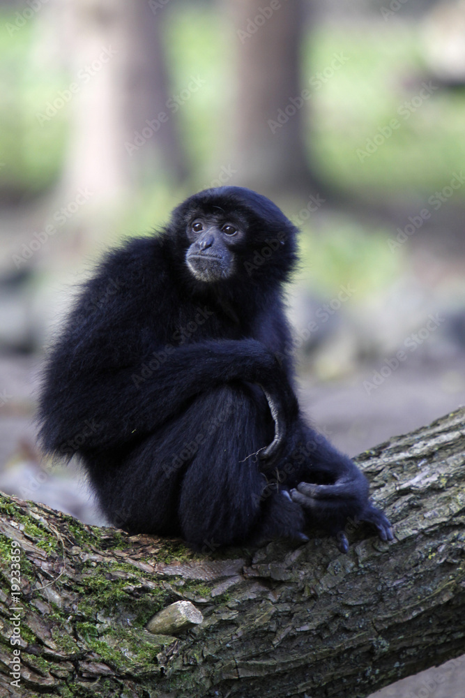 Siamang StockFoto Adobe Stock