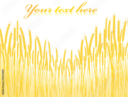 field of wheat