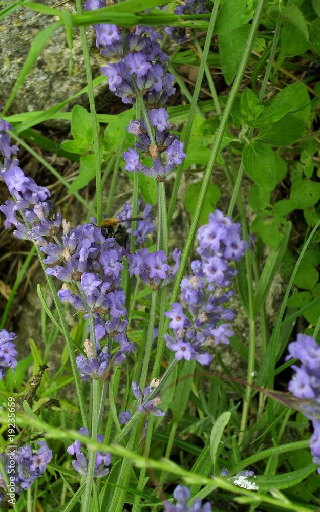 Fototapeta premium Lavendelblüte