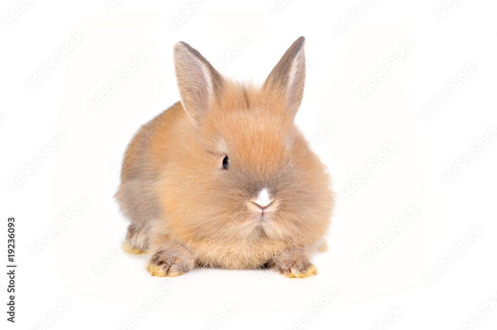 brown  fluffy rabbit