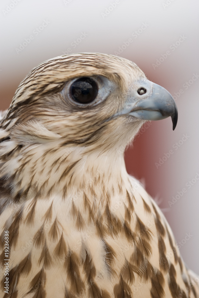 Wild Falcon Wild Falcon