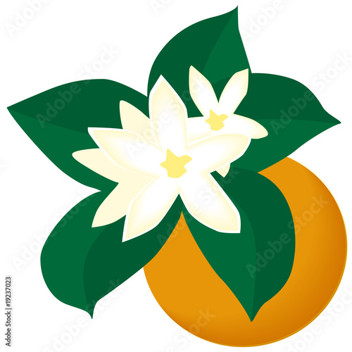flor de naranja